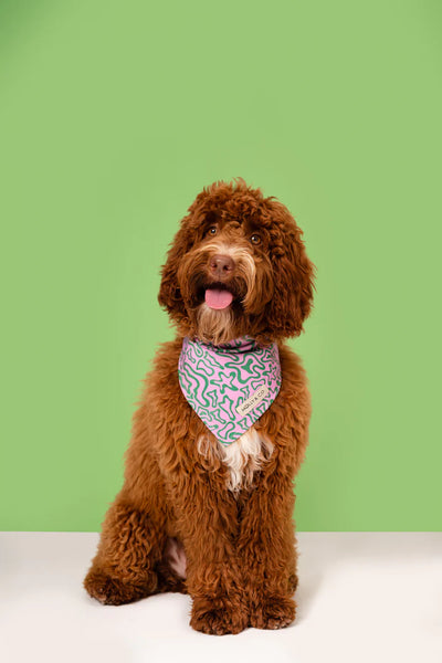 MOLLY & CO. - Reversible Dog Bandana- Seaweed