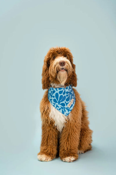 MOLLY & CO. - Dog Bandana- Blue Marina