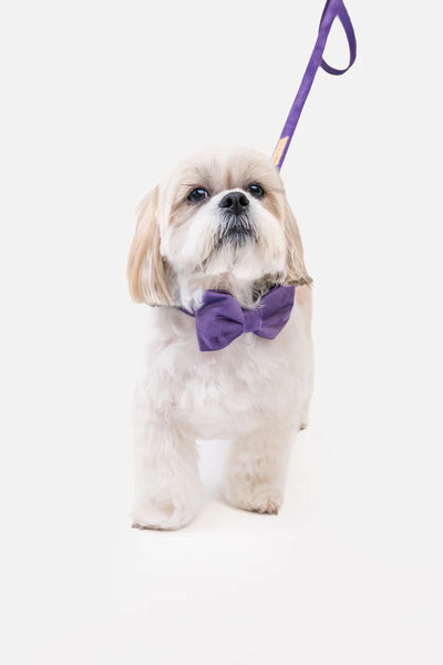 MOLLY & CO. - Pet Bowtie- Violet Velvet