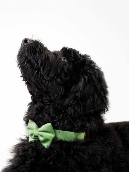 MOLLY & CO. - Pet Bowtie- Fern Velvet