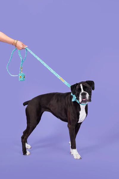 MOLLY & CO. - Leash- Seafoam