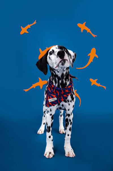 MOLLY & CO. - Reversible Dog Bandana- Sharks