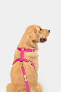 MOLLY & CO. - Adjustable Strap Harness - Rose Velvet