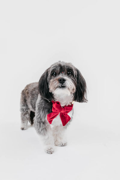 MOLLY & CO. - Sailor Pet Bowtie- Scarlet Velvet