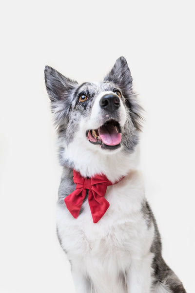 MOLLY & CO. - Sailor Pet Bowtie- Scarlet Velvet