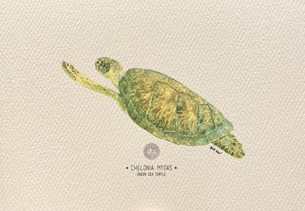 PUPA BY GIO- Art Print- Green Sea Turtle