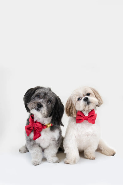 MOLLY & CO. - Pet Bowtie- Scarlet Velvet