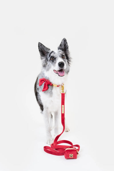 MOLLY & CO. - Leash- Scarlet Velvet