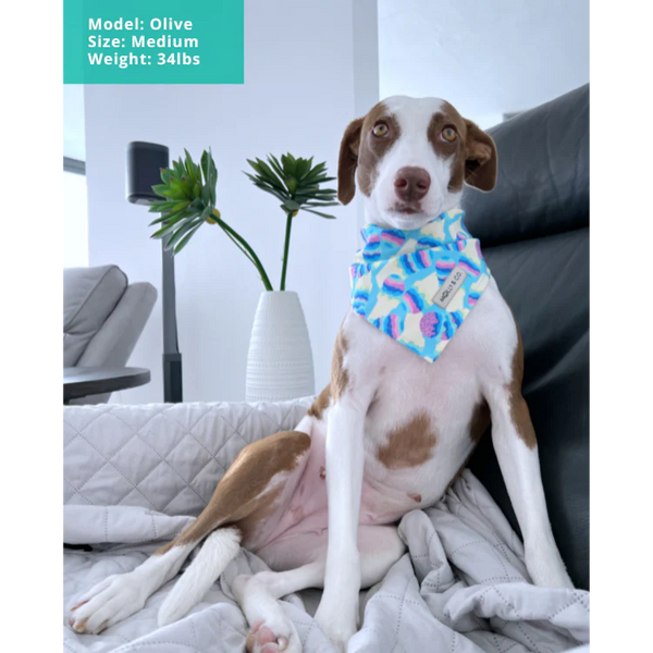 MOLLY & CO. - Reversible Dog Bandana- Ice Cream